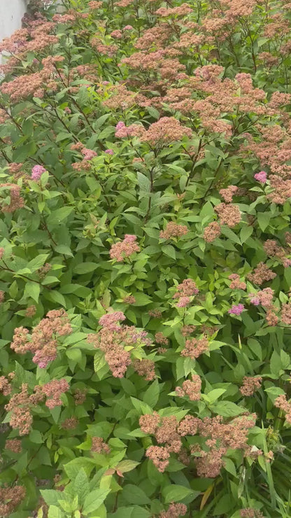 Aries Zodiac Sign Soy Wax Melt Strong Scented Long Lasting Melt, Non-toxic Wax Tarts, Home Fragrance Essentials